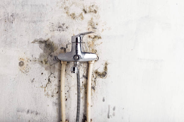 Best Localized Mold Remediation (e.g., coastal areas, humid climates) in Cloverdale, CA