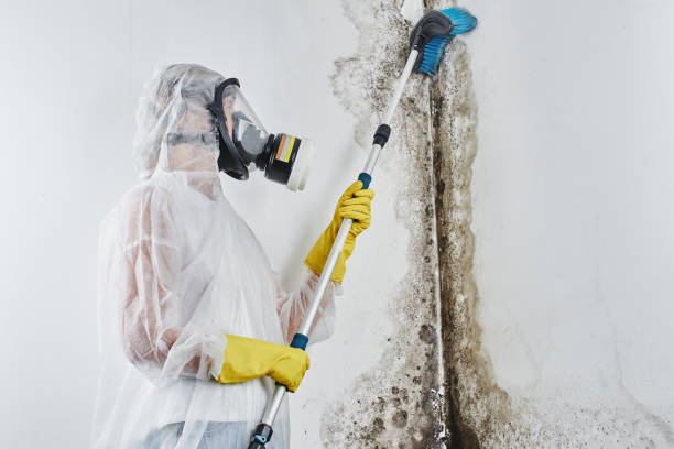 Best Residential Mold Remediation in Cloverdale, CA