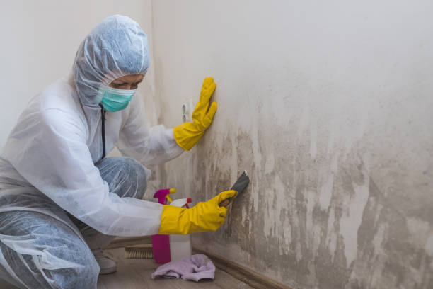 Best Industrial Mold Remediation in Cloverdale, CA