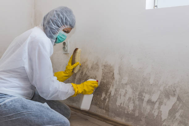 Best Mold Testing and Inspection Services in Cloverdale, CA