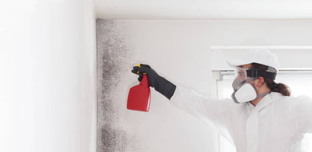 Best DIY Mold Remediation Support Services in Cloverdale, CA