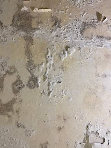 Best Crawl Space Mold Remediation in Cloverdale, CA