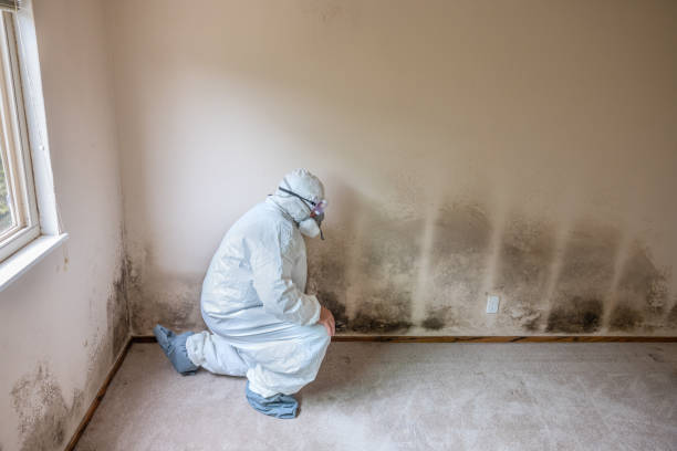 Best Emergency Mold Remediation in Cloverdale, CA