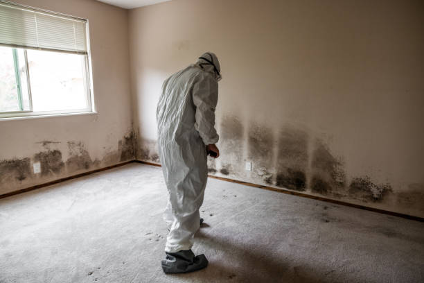 Best HVAC Mold Remediation in Cloverdale, CA