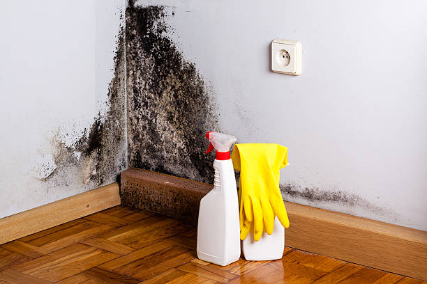 Best Health and Safety Mold Remediation in Cloverdale, CA