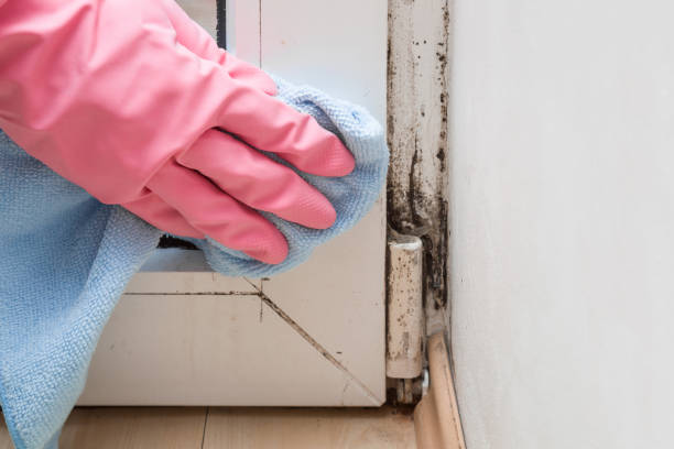 Best Post-Remediation Services in Cloverdale, CA