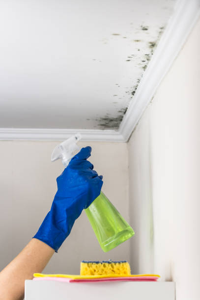 Best Basement Mold Remediation in Cloverdale, CA